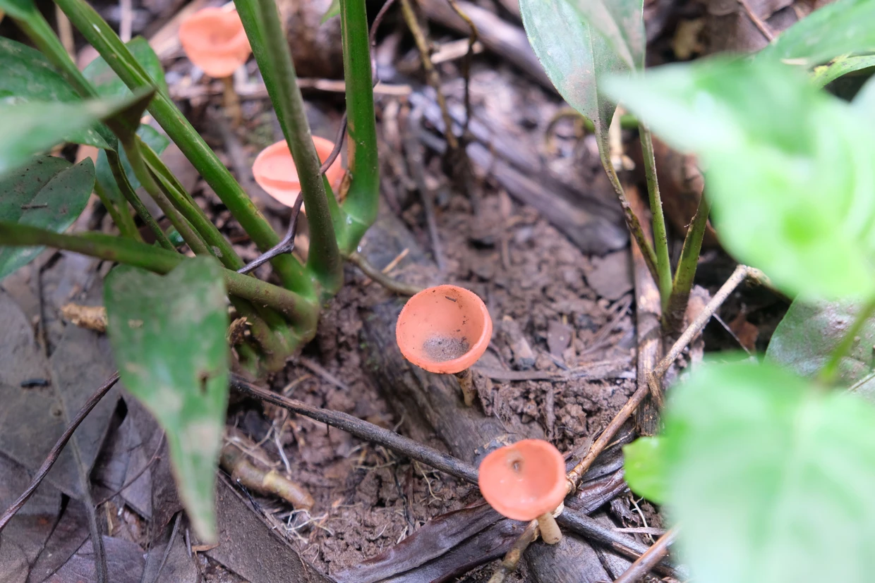 Farbenpracht am Boden: Rote Pilze auf braunem Matsch.