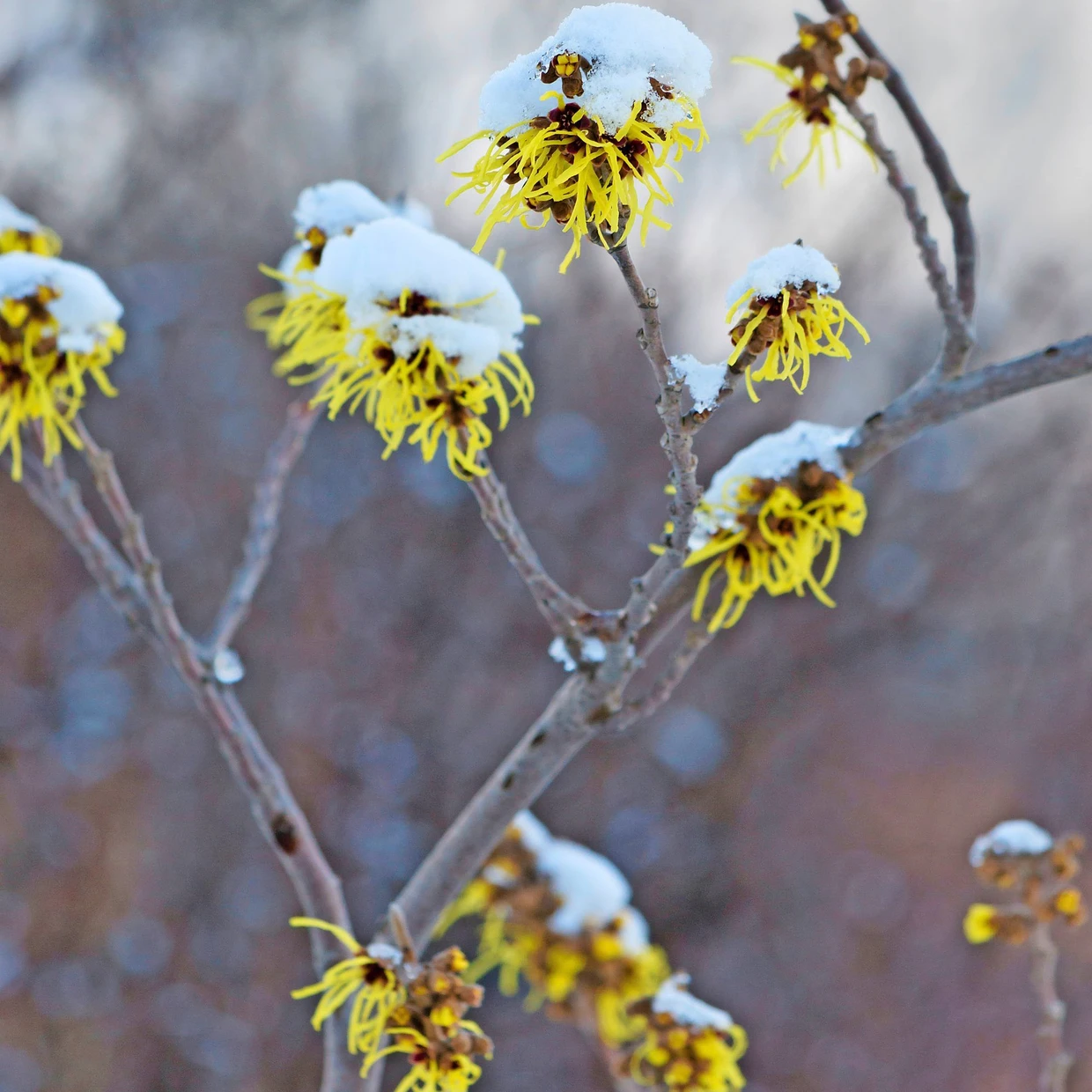 Wuschelkopf mit feinem Aroma: die Zaubernuss
