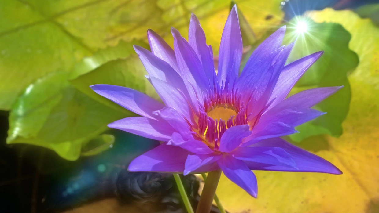 Von der Sonne verwöhnt