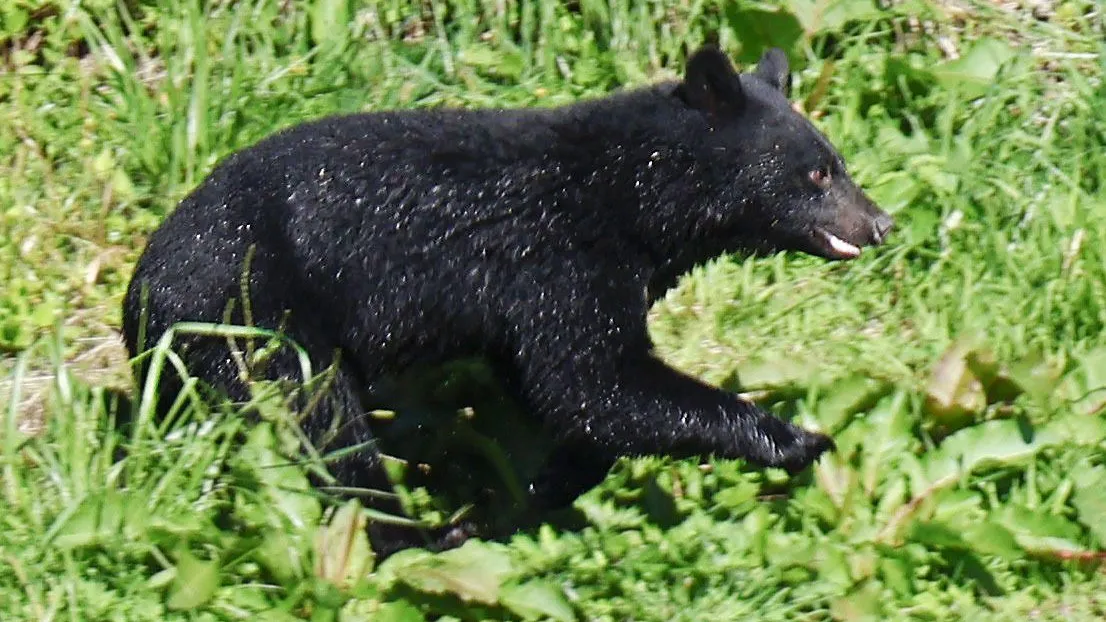 Ein Bär im Zentrum von Morioka in der Präfektur Iwate im Nordosten Japans