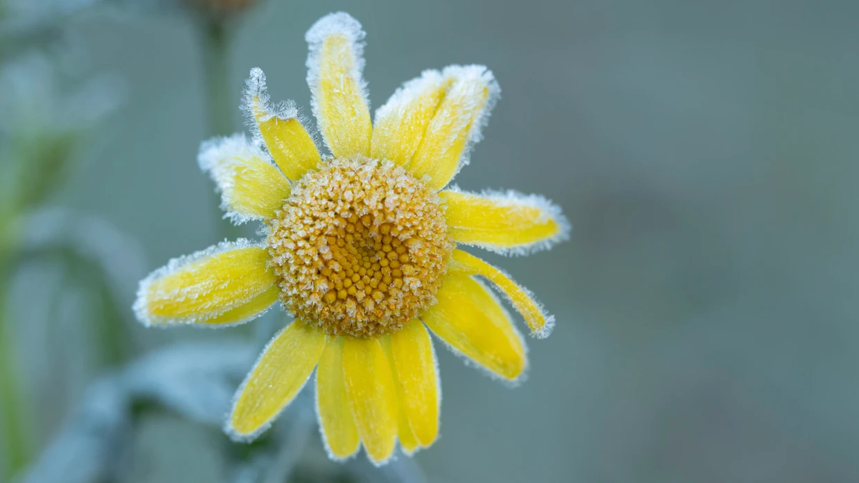 Eine mit Frost bedeckte Blüte