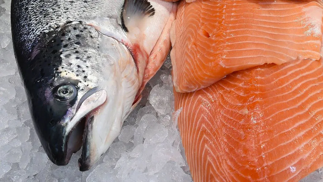 Lachsfilet aus der Zucht: Das Bild zeigt einen herkömmlich gewachsenen Lachs.