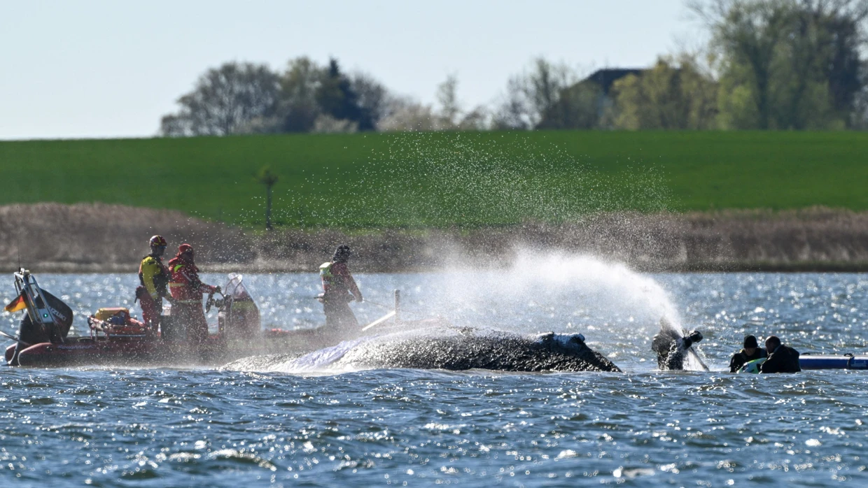 Helfer und Aktivisten am 21. April beim gestrandeten Buckelwal