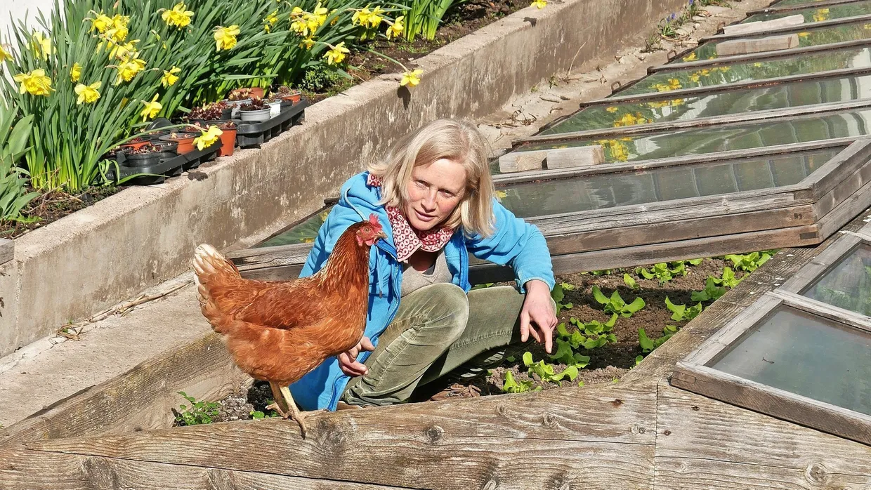 Zum Saisonstart freuen sich auch die Hühner von Antje Lobenstein über jede junge Pflanze.