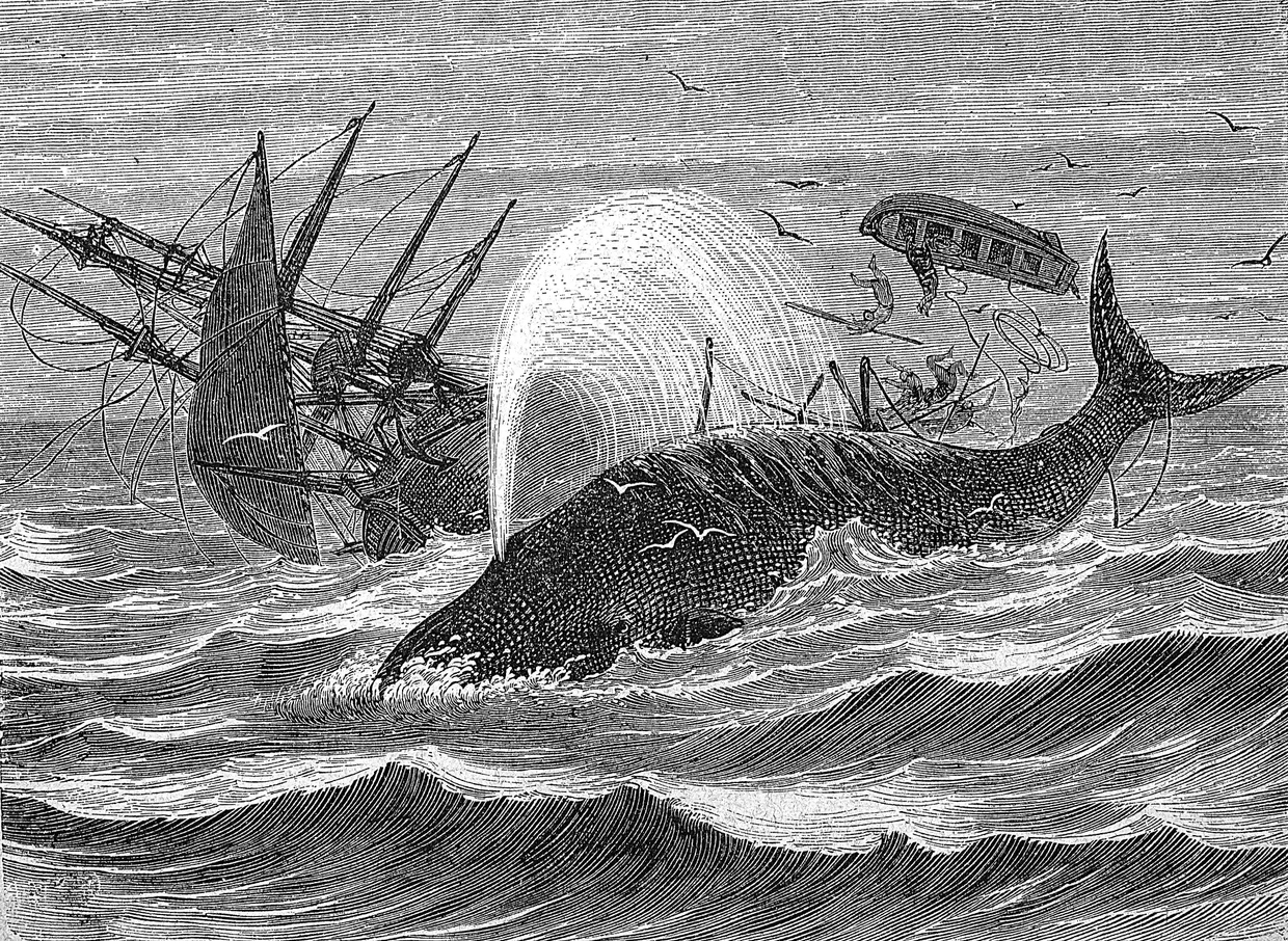 Das Walfangschiff Essex wurde 1820 von einem Pottwal angegriffen und versenkt. Der Untergang ist der bekannteste Vorfall dieser Art und diente Herman Melville als historische Vorlage für seinen Roman Moby Dick. Das Bild ist die restaurierte Reproduktion einer Originalvorlage aus dem 19. Jahrhundert, genaues Originaldatum nicht bekannt