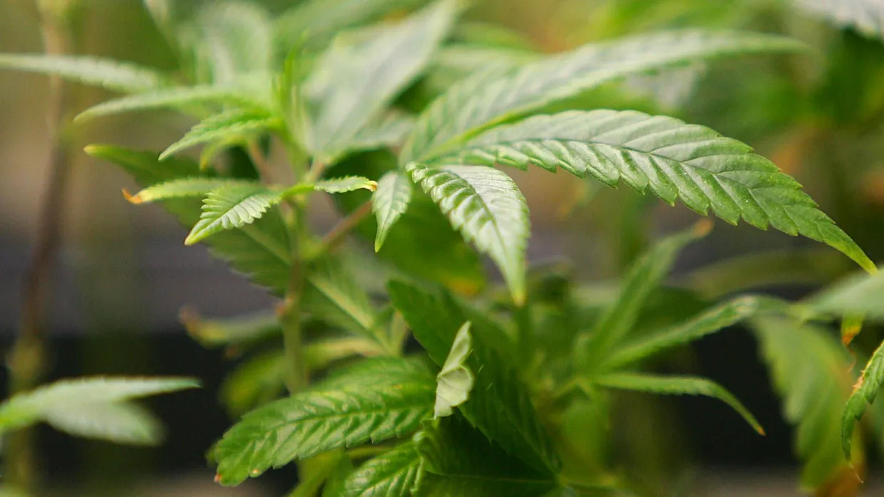 Durstig: Marihuana-Pflanze