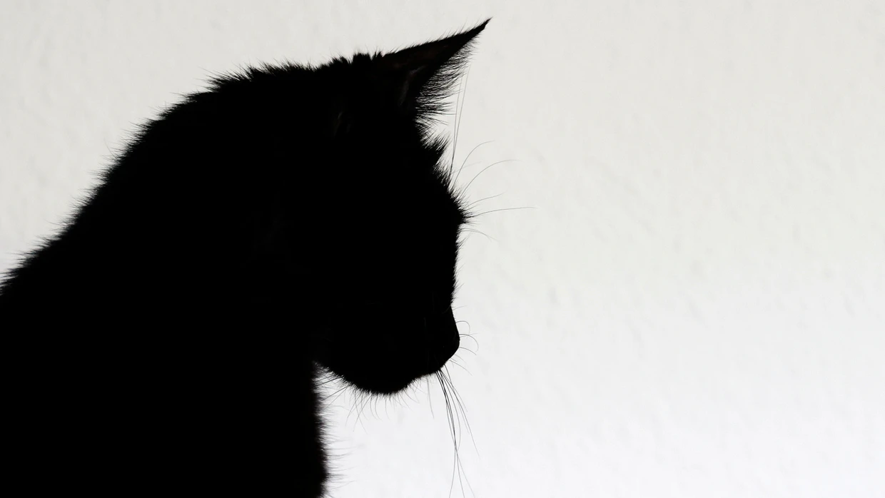 Was für den Mensch auch als Silhouette sofort als Katze erkennbar ist, gibt der KI Rätsel auf.