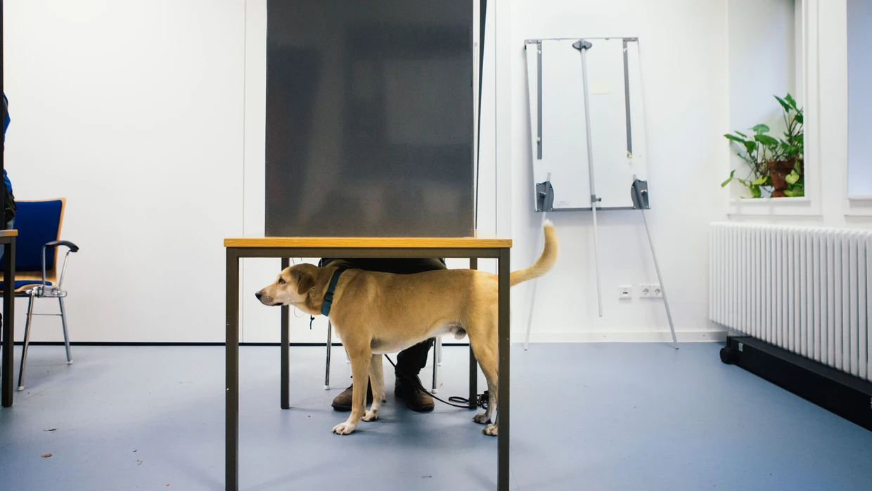 Ein Hund unter der Wahlkabine in einem Neukölln Wahlbüro, in dem ein Bürger seine Stimme zur Bundestagswahl 2017 abgibt.