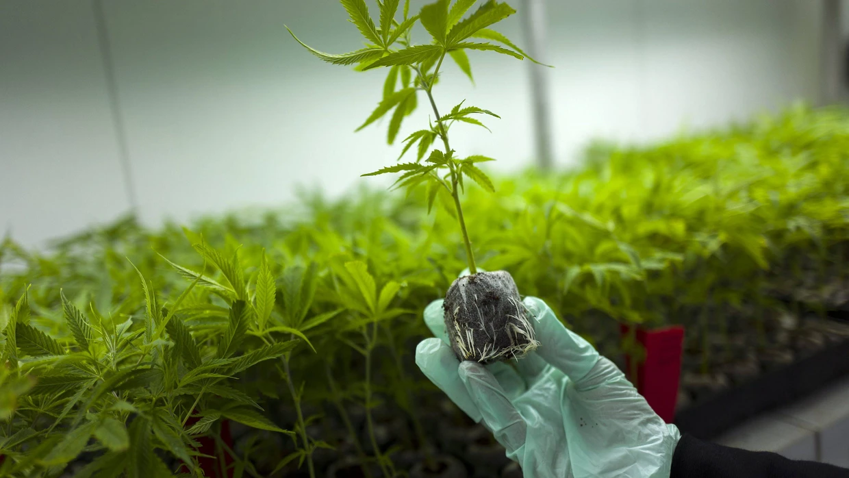 In diesem Gewächshaus in Israel wird Cannabis für medizinische Zwecke produziert.