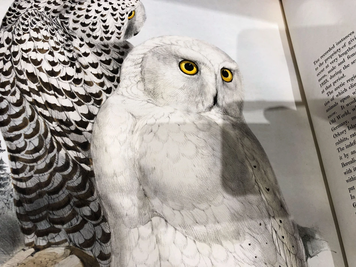 Edward Lears Schneeeulen, 1832 bis 1837