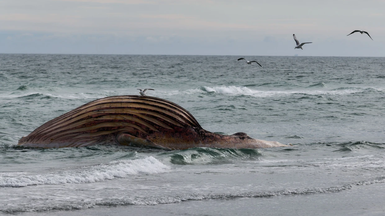 Der tote Wal liegt aufgebläht vor der dänischen Insel Anholt.