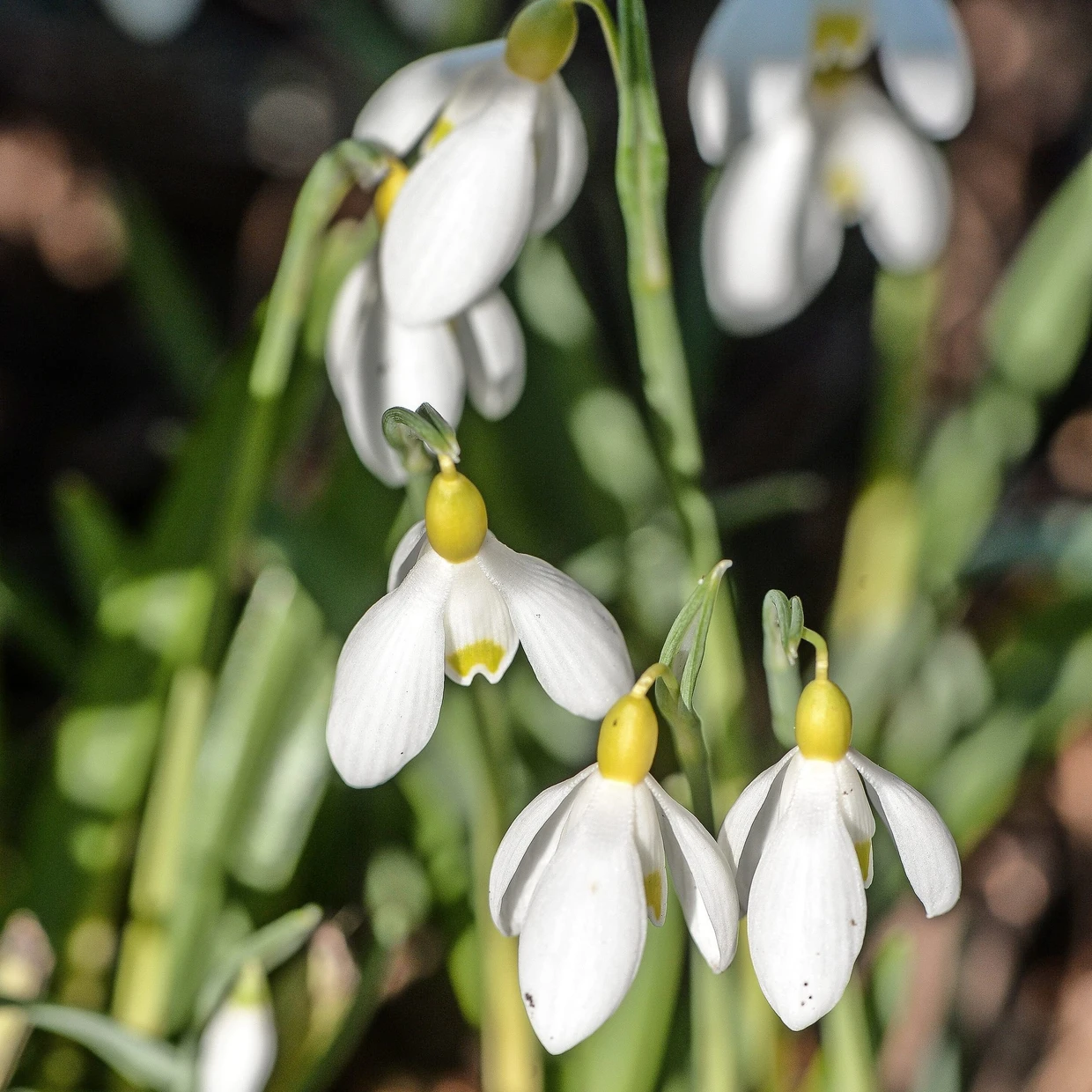 Zum Niederknien: das Schneeglöckchen