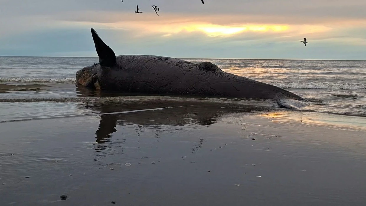 Der Strand bei Puerto Madryn, Argentinien.
