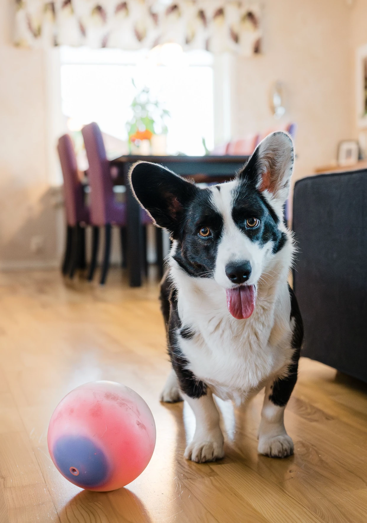 Nur den Ball zu werfen, reicht nicht aus, um eine Bindung zum Tier entstehen zu lassen.