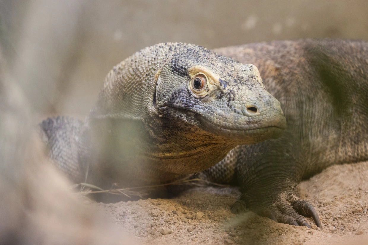 Rintja, ein Komodowaran-Weibchen, kann wie alle seine Artgenossen ohne männlichen Partner Nachwuchs Zeugen.