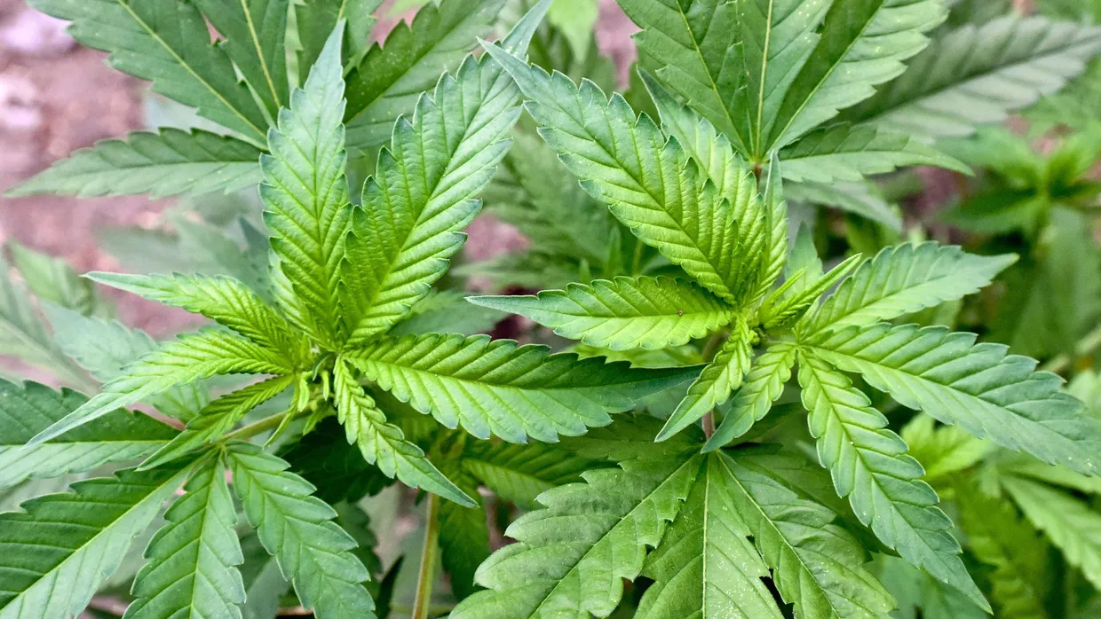 Eine illegale Hanf-Plantage, entdeckt bei einer Drogenrazzia auf einem privaten Gelände in Brandenburg.