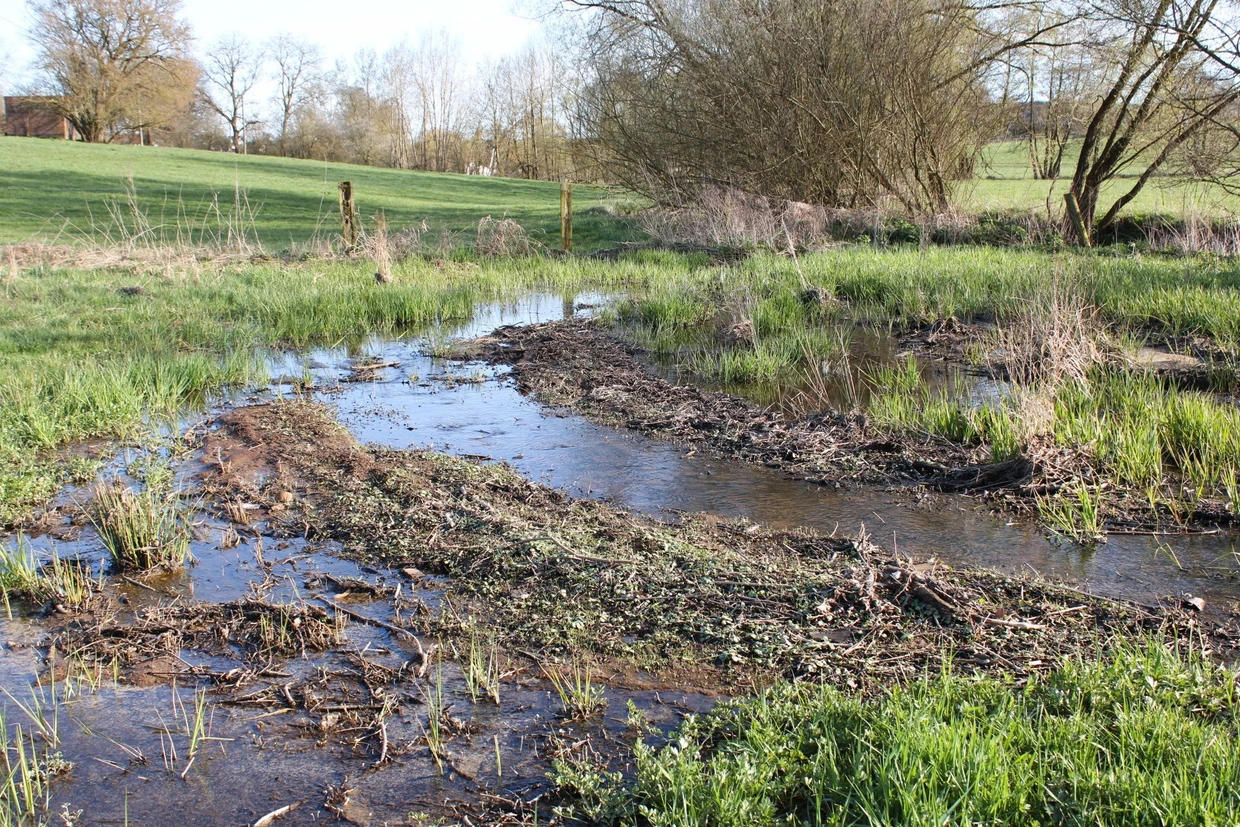Weil  Biber einen Entwässerungsgraben gestaut haben, breitet sich das Wasser aus.