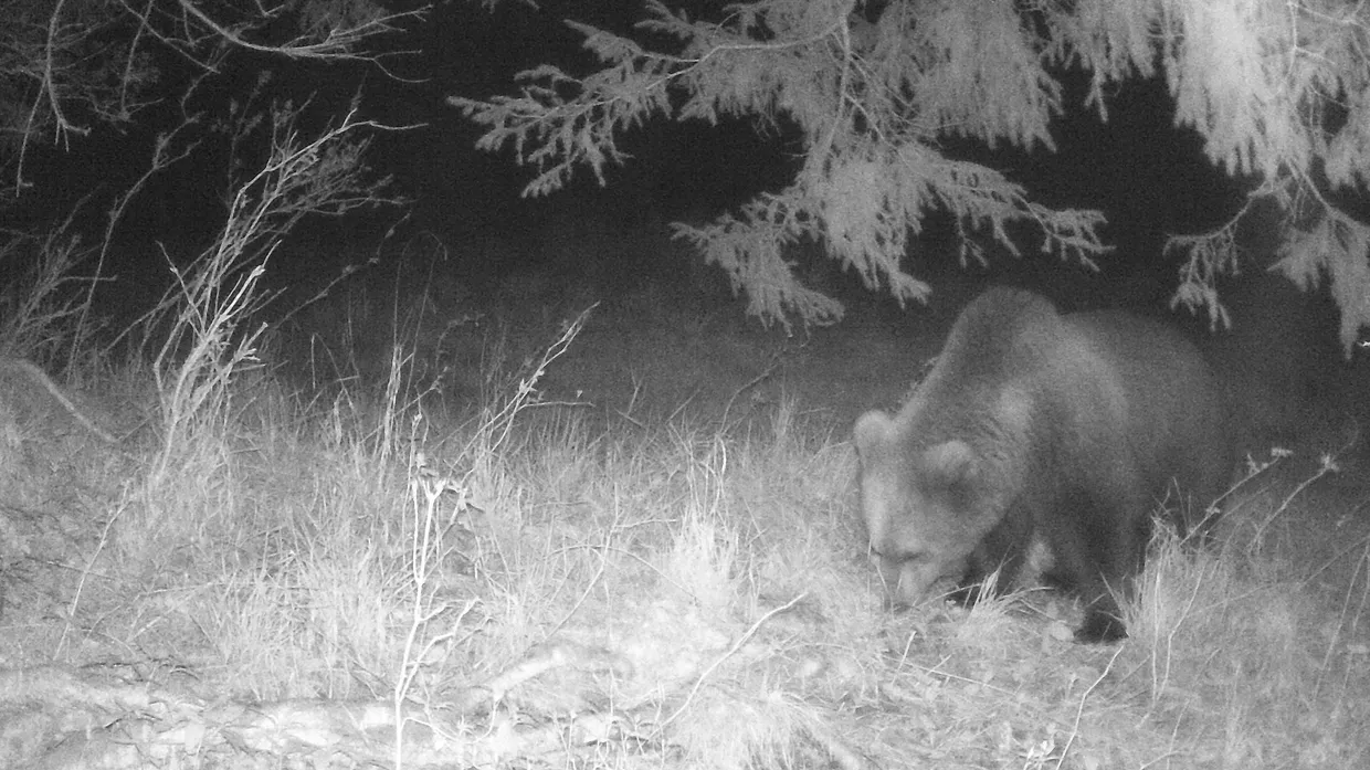 Eine Wildtierkamera hat am 02. April 2022 im Landkreis Garmisch-Partenkirchen einen Braunbären aufgenommen.