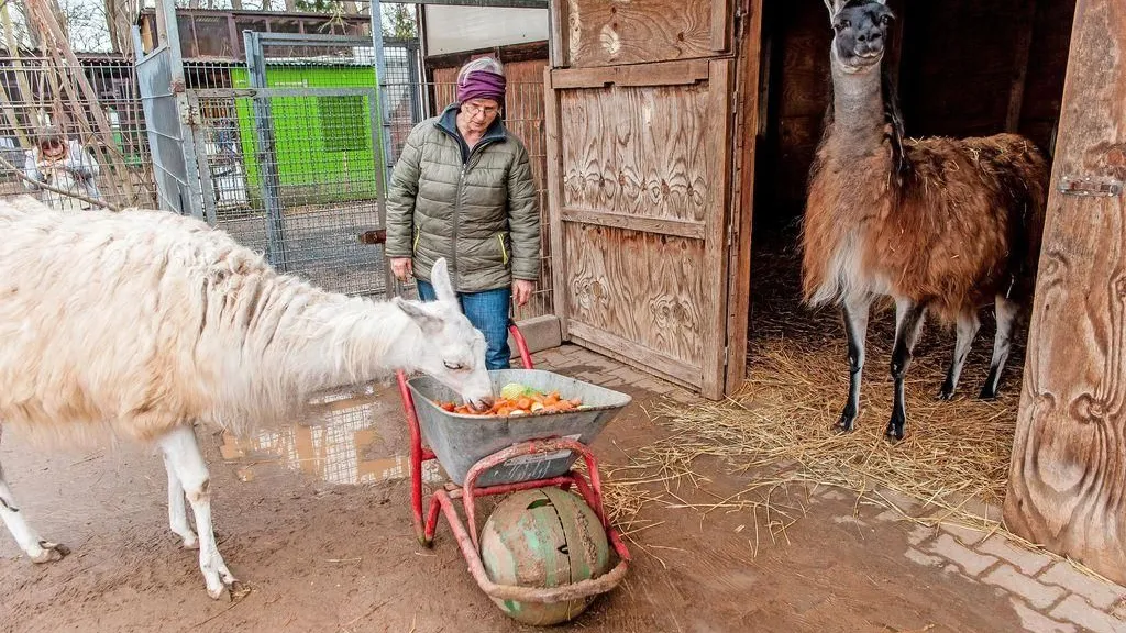 Andentiere in Südhessen: Sigrun Abdel-Salam füttert die Lamas auf der Kellerranch in Weiterstadt.