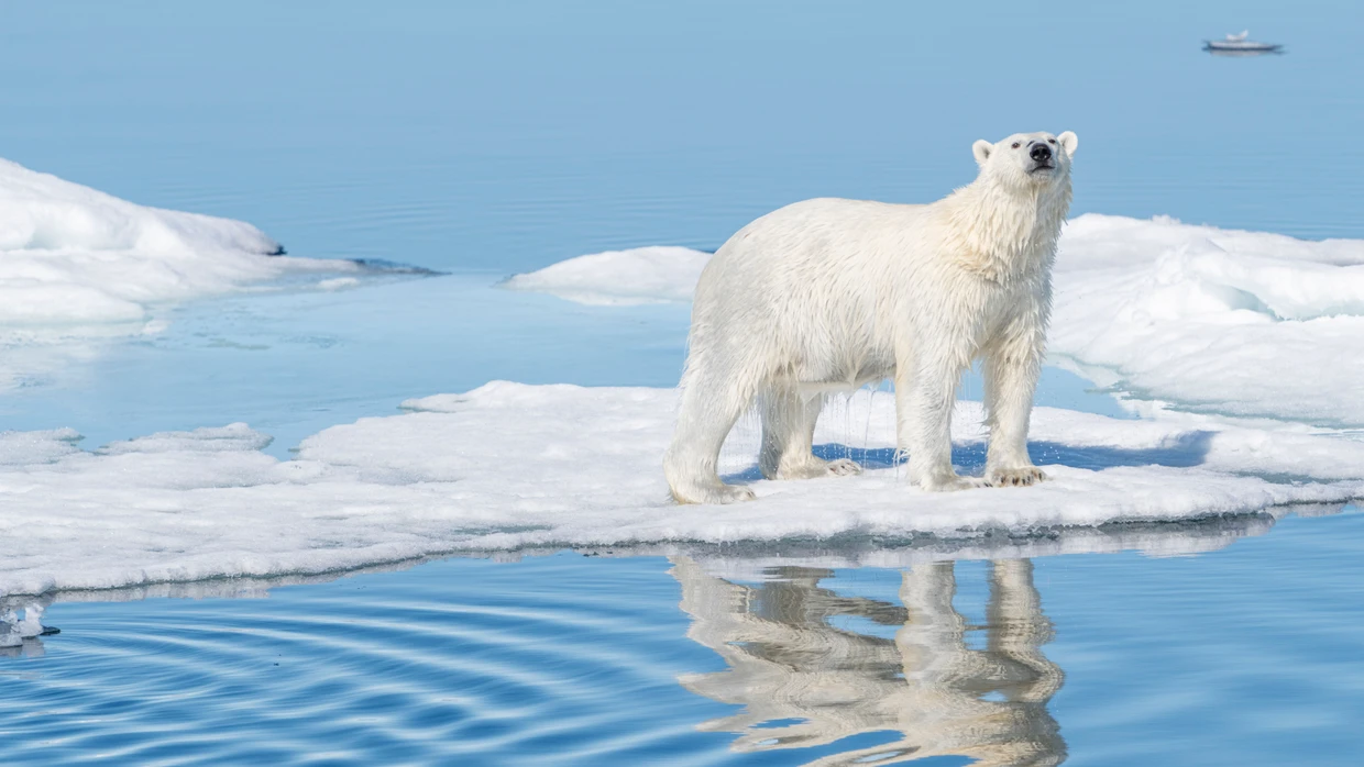 Der Klimawandel stellt Eisbären und Polarforscher vor völlig neue Herausforderungen.