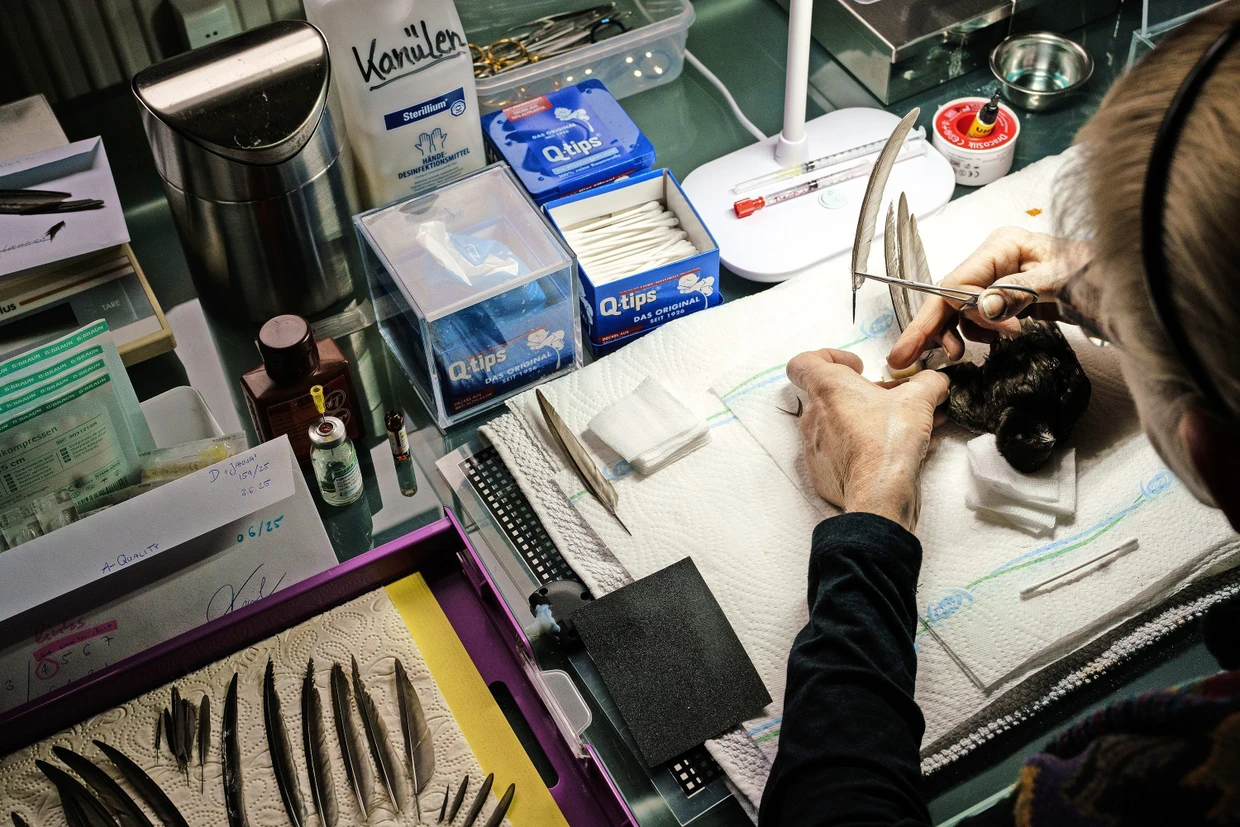 Für den Eingriff werden die Mauersegler betäubt. Nur, wenn sie absolut ruhig liegen, kann die handwerklich anspruchsvolle Arbeit gelingen.