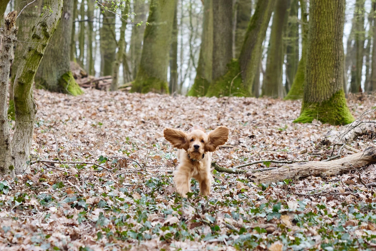 Bruno steht ganz am Anfang seiner Ausbildung, den kleinen Cockerspaniel lenkt noch alles ab.