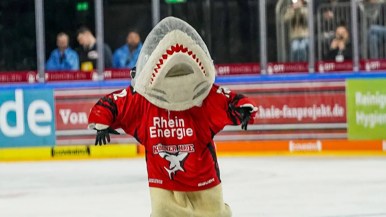 Hai muss im Derby draußen bleiben: Das Kölner Maskottchen.