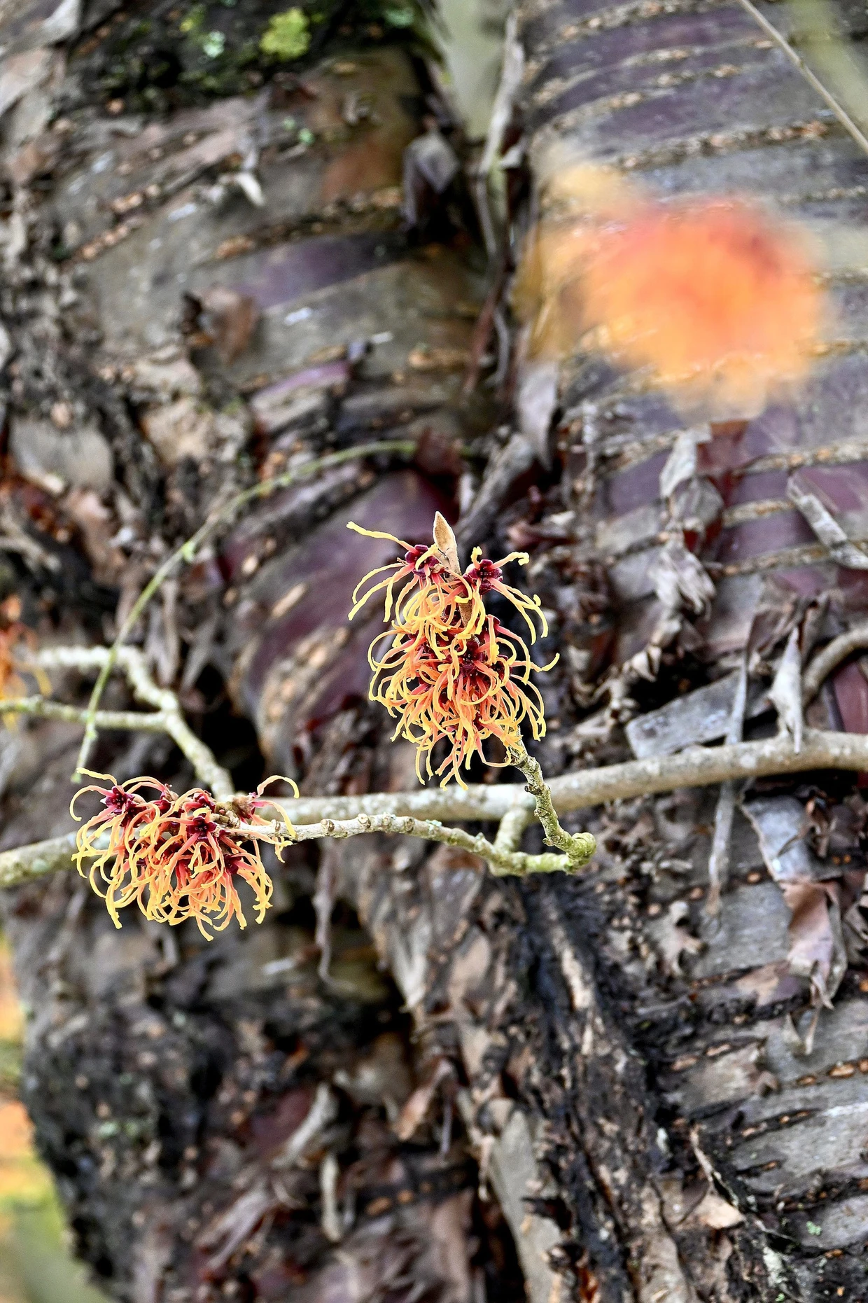 ‚Jelena‘ erinnert an die Hamamelis-Expertin Jelena de Belder.