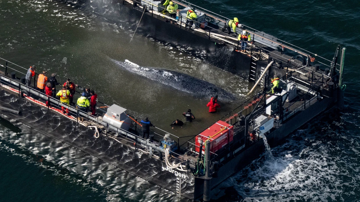 Der in der Ostsee gestrandete Buckelwal ist in dem für seinen Transport vorgesehenen Lastkahn angekommen.