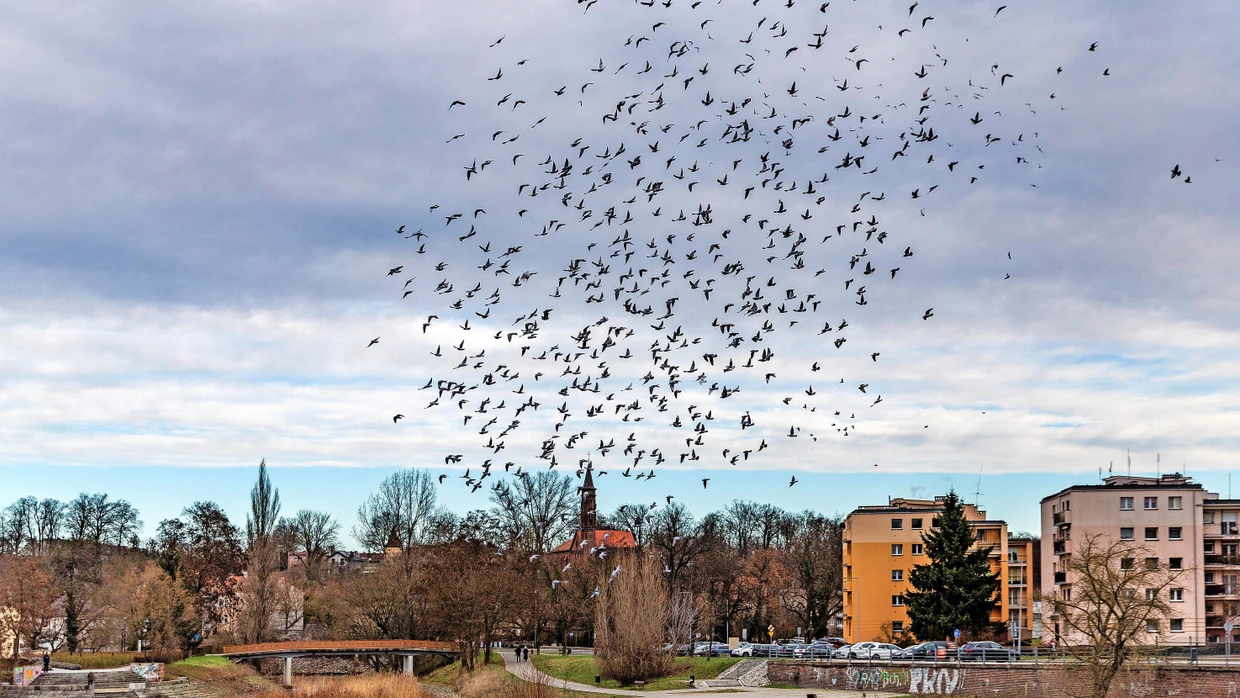 Am Himmel über Brandenburg fliegen in Guben Tauben.
