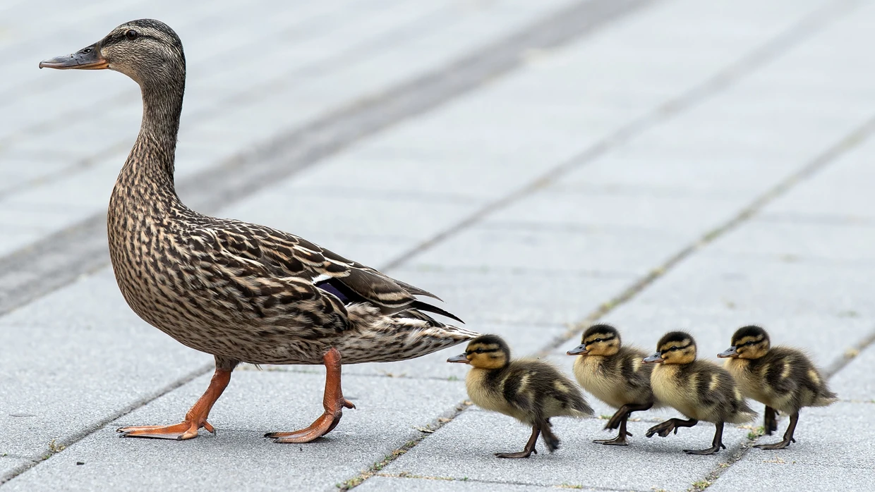 In Bremerhaven konnten die Entenkinder gerettet und zurück zur Mutter gebracht werden (Symbolbild).