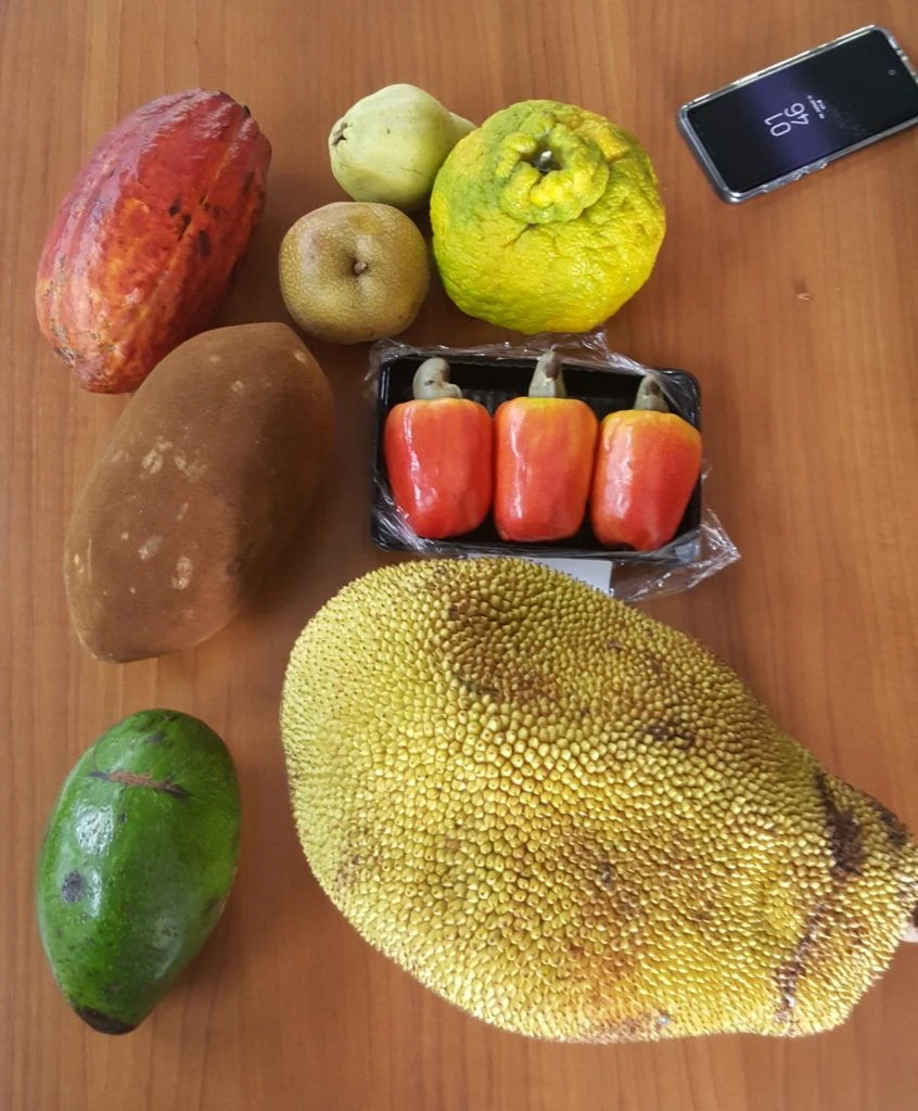 Eine Auswahl exotischer Früchte in Brasilien: Caju, Jaca, Cacau, Umbu, Jabuticaba