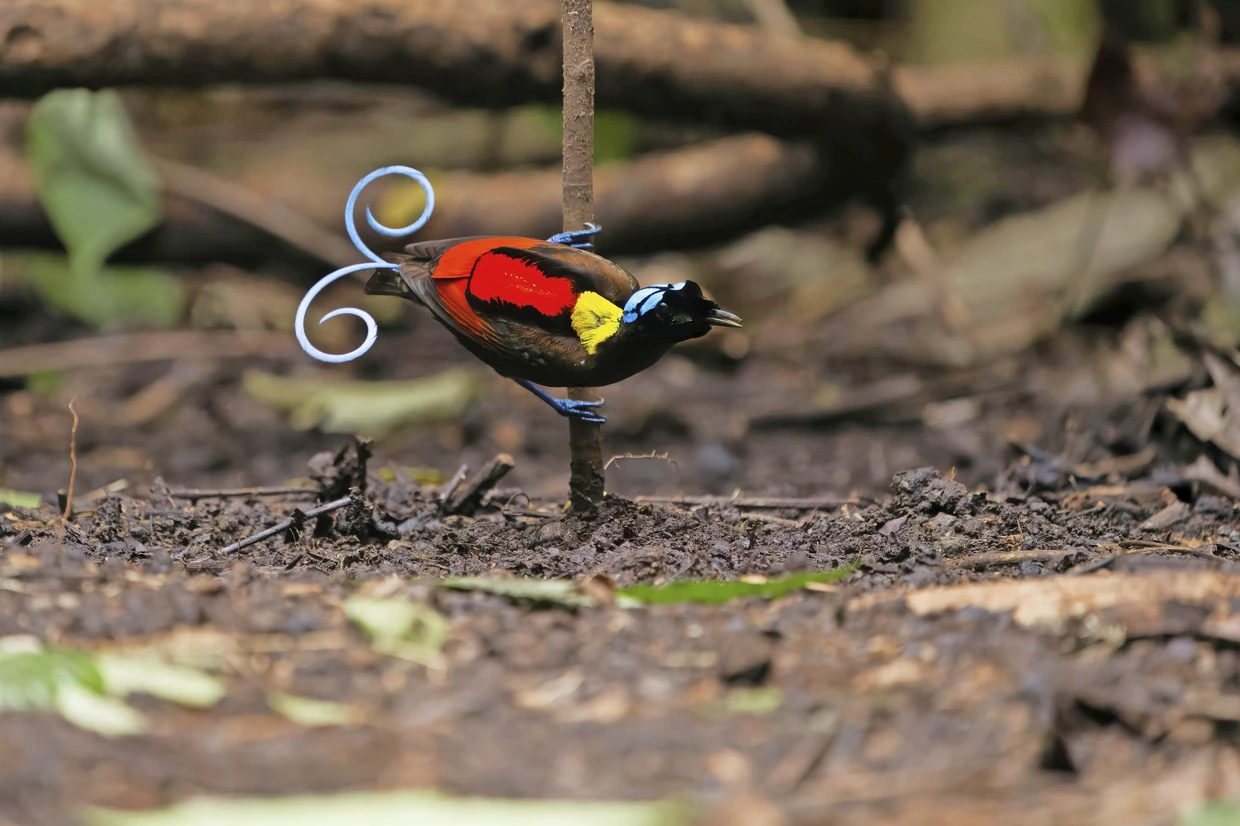 Große Show: Ein Wilsonparadiesvogel richtet sich selbst seine Bühne zur Balz her.