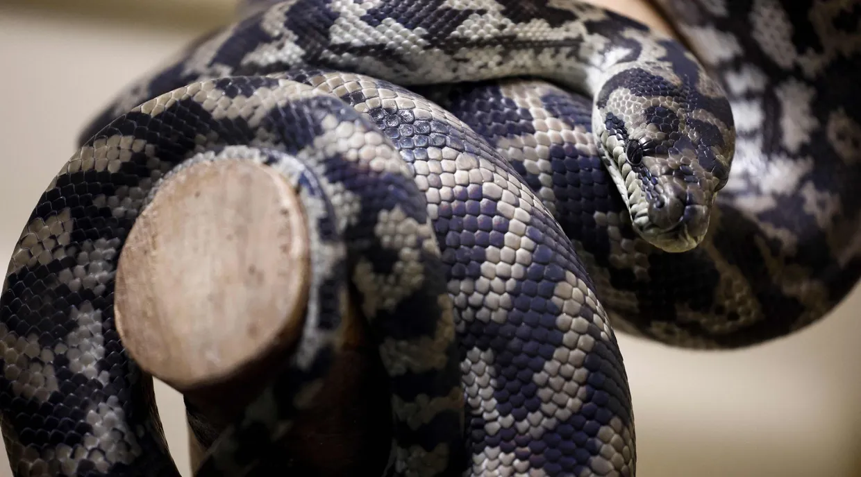 Eine Rautenpython – nicht im Flugzeug, sondern in einer Auffangstation in Belgien