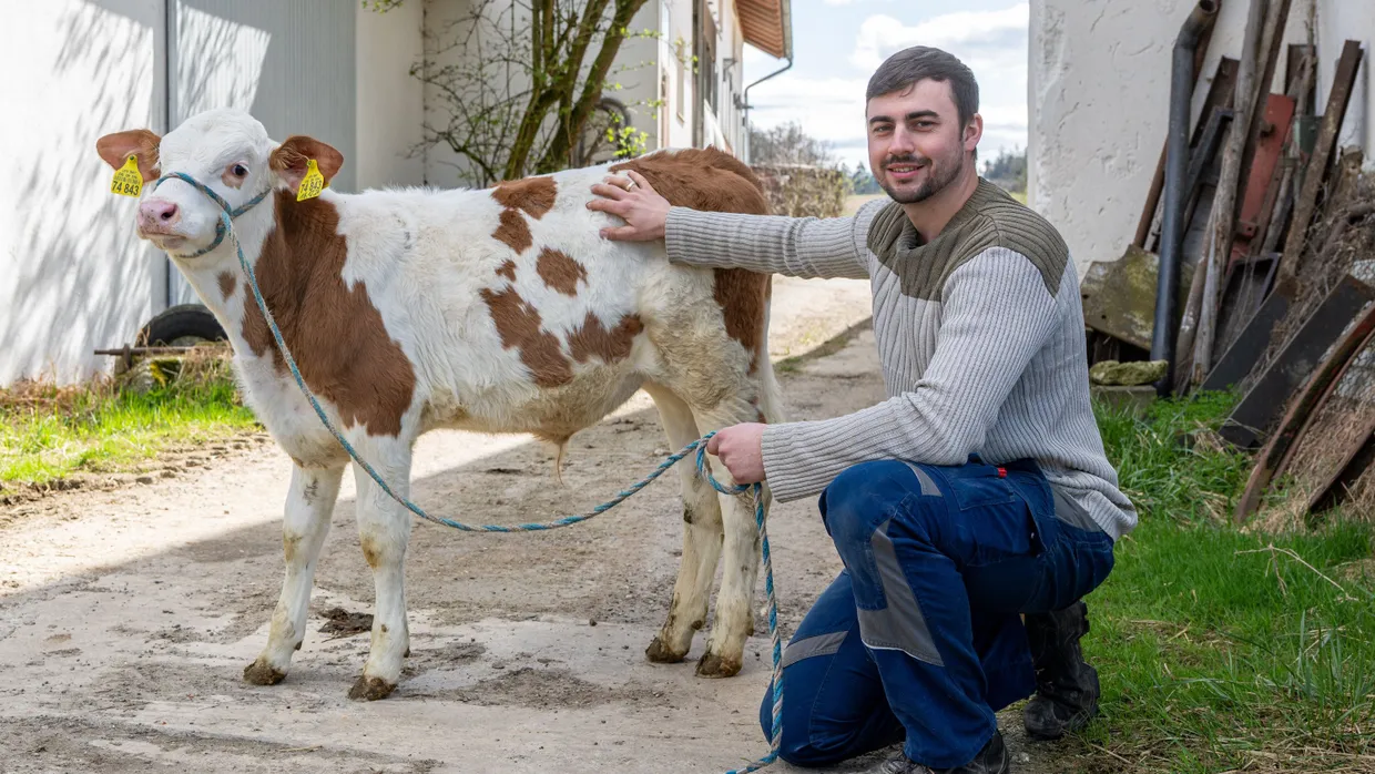 Landwirt Johannes Brandhuber streichelt ein Kalb auf seinem Hof im bayerischen Simbach. Beim Füttern mit Hafersilage hatte ihm eine Kuh zuvor mit ihrer Zunge versehentlich den Ehering vom Finger gestreift und verschluckt.
