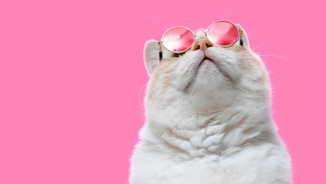 Katzen lassen die Welt ein bisschen schöner aussehen