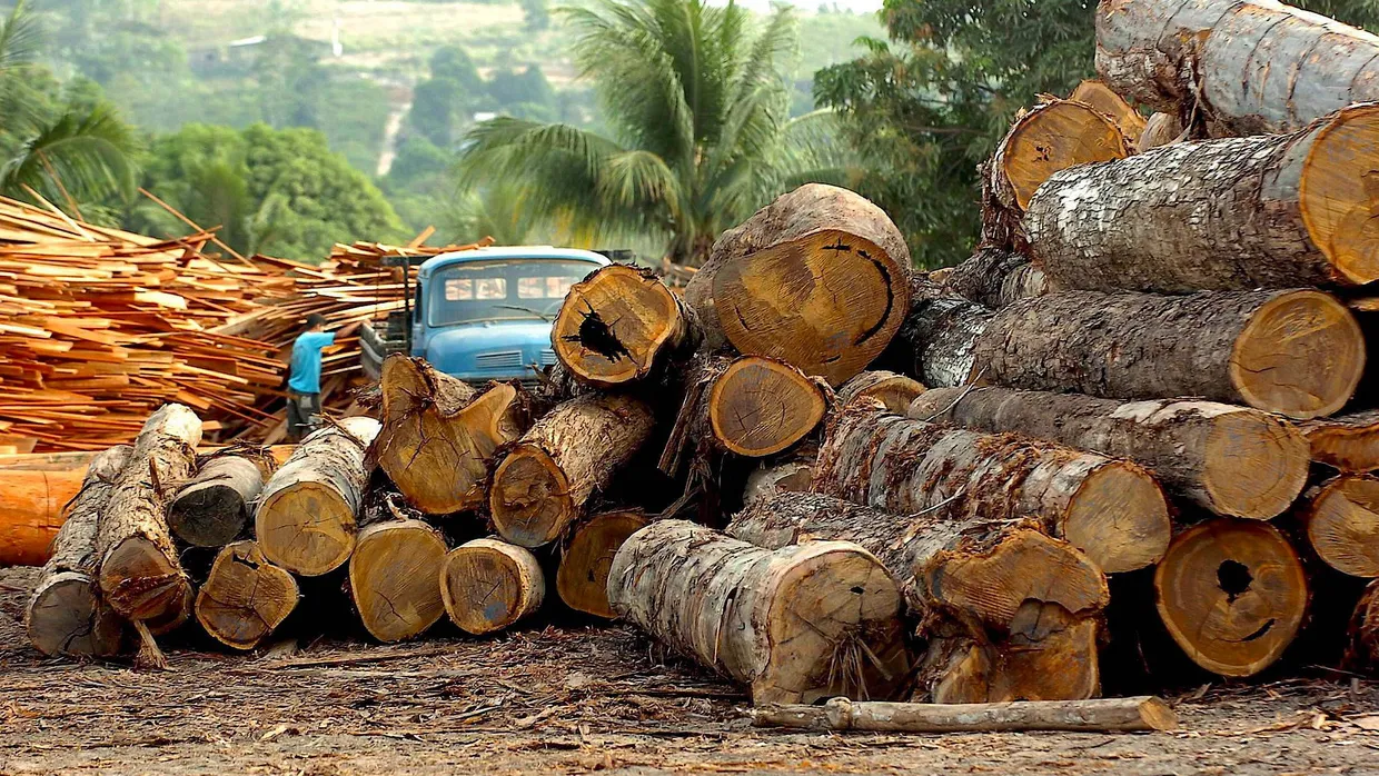 Holzstämme lagern an einer Holzfabrik in Brasilien.