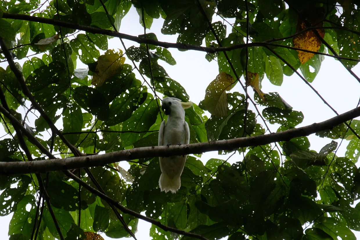 Im Laub verborgen: weißer Kakadu