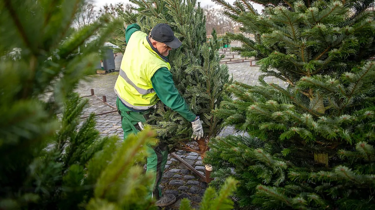 Weihnachtsbaumhändler brauchen in diesem Jahr wohl mehr Platz und Personal beim Verkauf.
