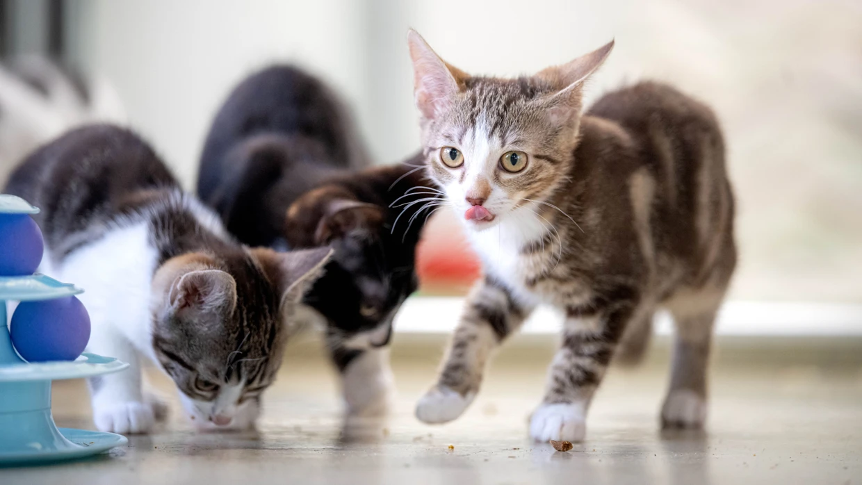 Junge Katzen im Tierheim Bremen. (Symbolbild)