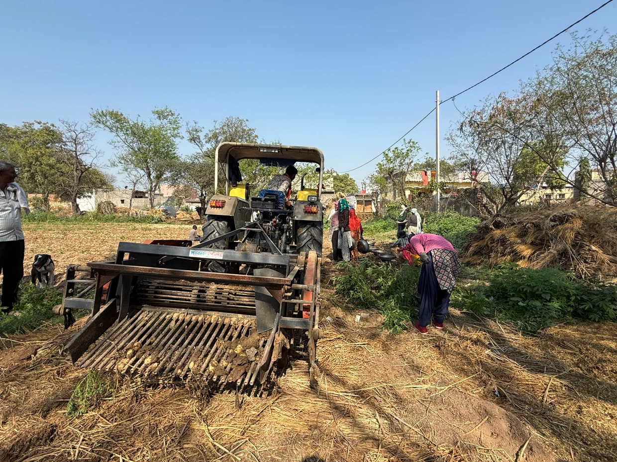 Indische Bauern Ende Februar bei der Kartoffelernte. Noch ahnt man hier nicht, dass der Irankrieg sich auch auf die Düngerpreise in Indien auswirken könnte.