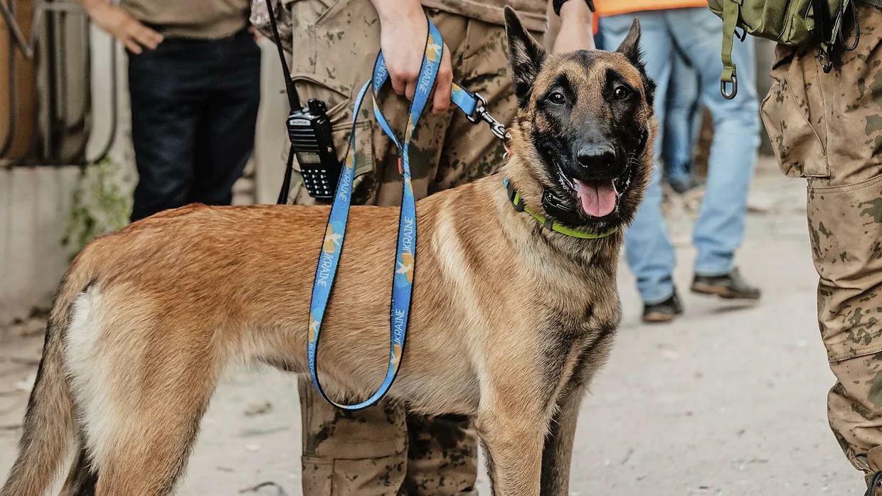 Im Kriegseinsatz als Retter: Dieser Hund im Gebiet um die ukrainische Großstadt Dnipro ist spezialisiert aufs Aufspüren von Verletzten.