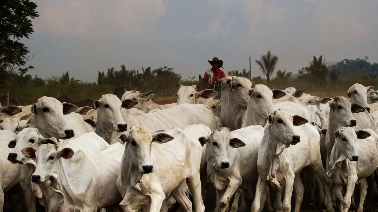 Brasilien droht ein Importverbot, weil es die EU-Antibiotika-Regeln nicht einhält. Foto Araquém Alcântara