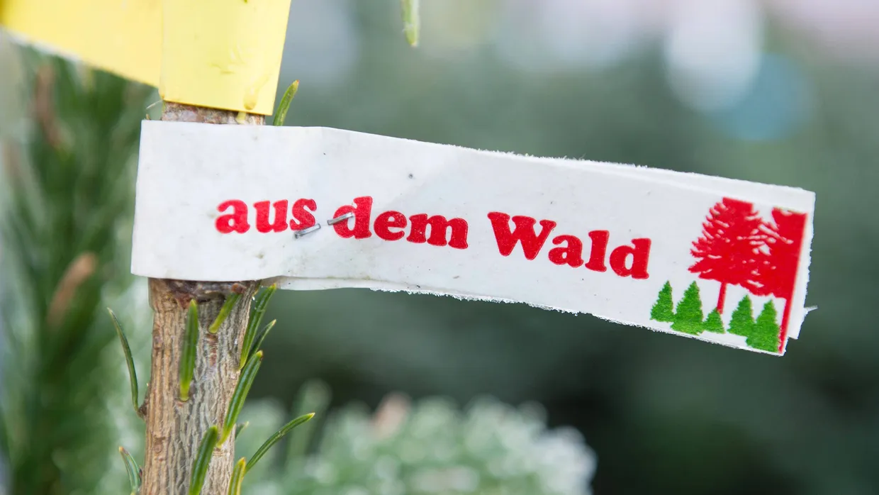 Trotz Trockenheit zu gewachsen: Weihnachtsbäume