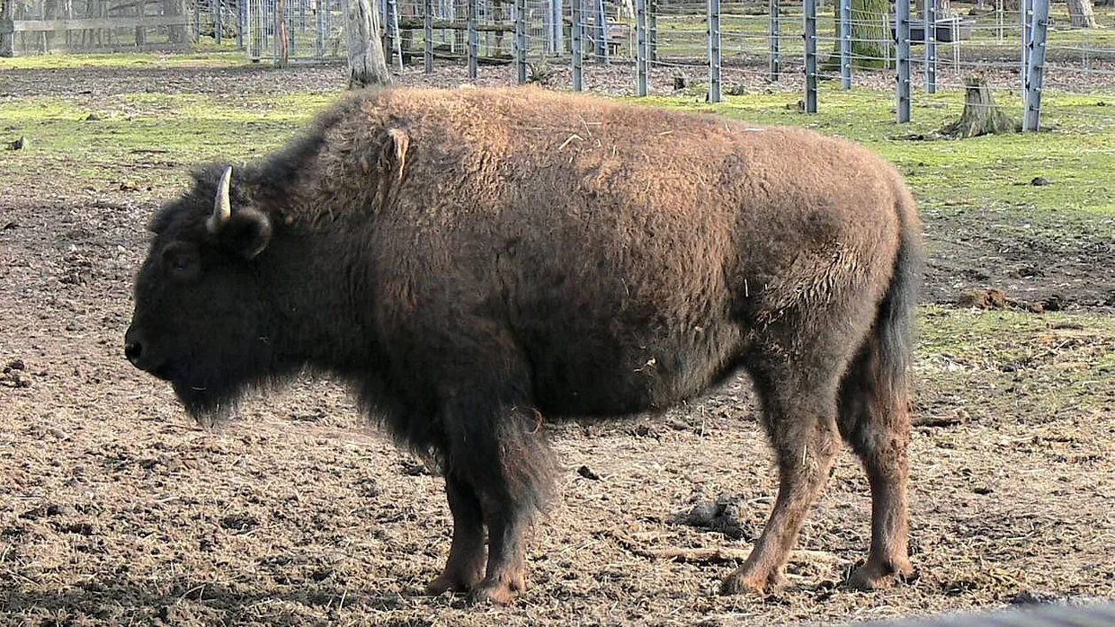 Eine zehnköpfige Bisonherde ist die Attraktion im frei zugänglichen Wildpark am Waldrand bei Mannheim