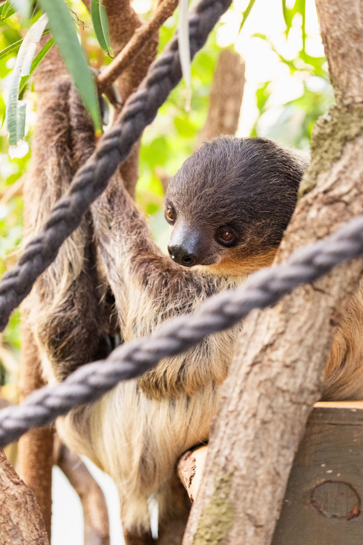 Das Zweifinger-Faultier Hanja klettert erst vom Baum herunter, bevor es sein Geschäft hinterlässt.