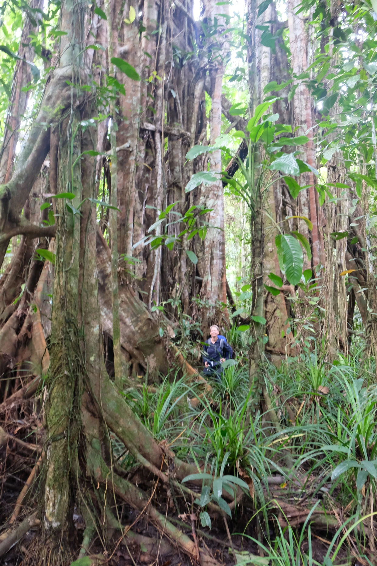 „Reiß Dich zusammen!“: Dschungelwanderung in Raja Ampat, Indonesien