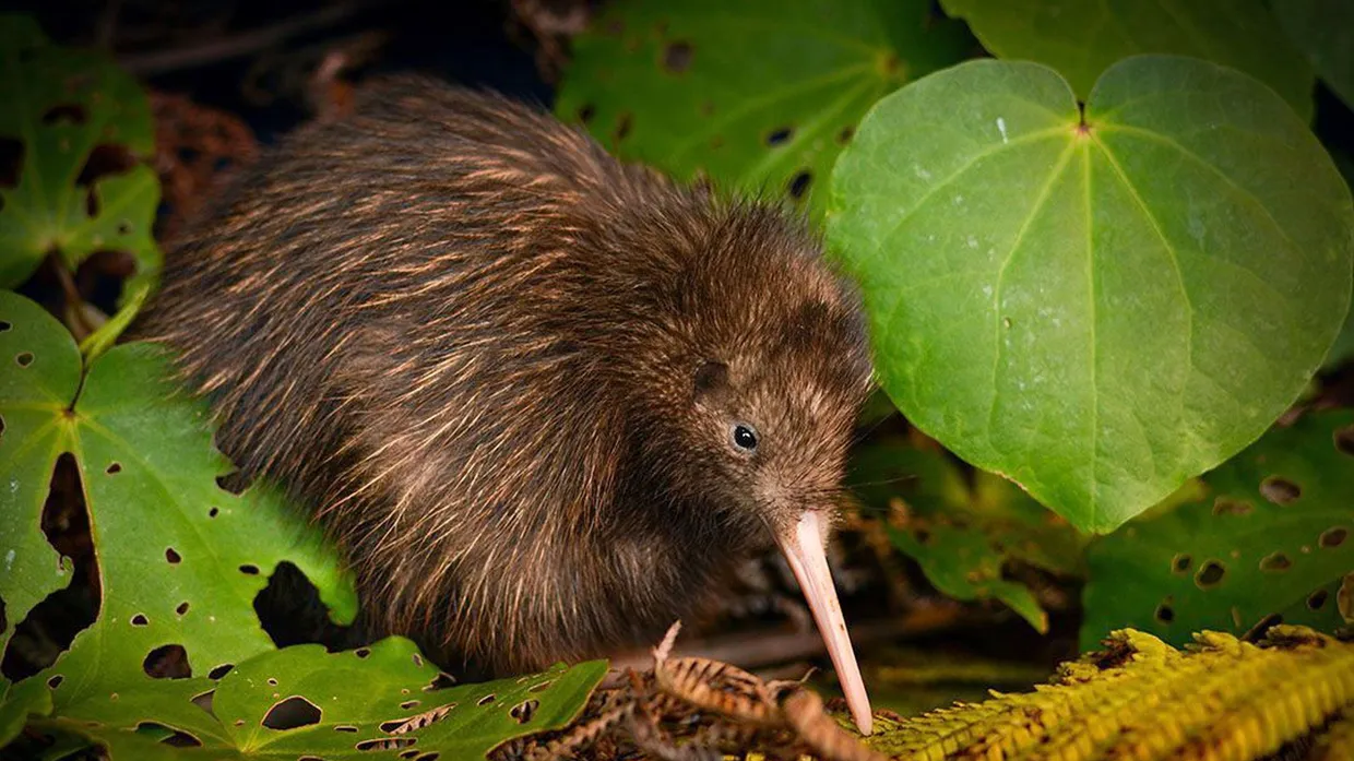 ein Nördlicher Streifenkiwi (Symbolfoto)