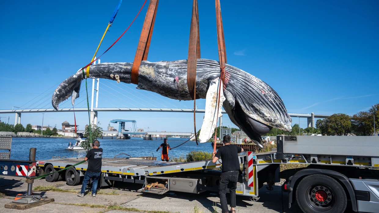 Auf der Insel Dänholm: Der Kadaver eines toten Buckelwals wurde aus dem Wasser gehievt und obduziert.