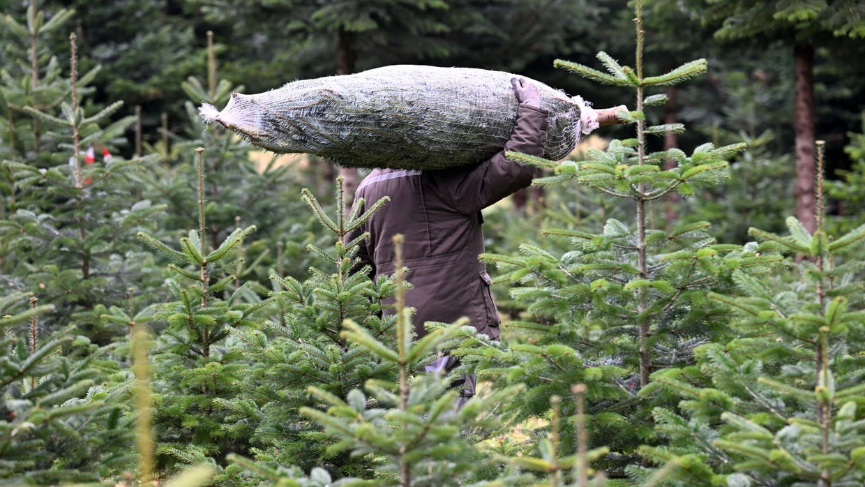 In Bayern hat ein Dieb Reue gezeigt und einen gestohlenen Christbaum an den Besitzer zurückgegeben.